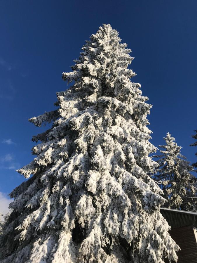 Ubytovani U Potoka Destne v Orlickych horach Exteriör bild